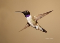 Black-chinned-Hummingbird;Hummingbird;Archilochus-alexandri;Flying-bird;action;a